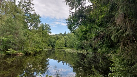 Der Wüsteichelsbach bei Eppenbrunn in der Südwestpfalz im Sommer.