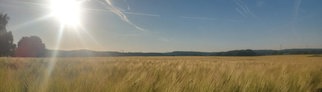 Ein Feld in Otterberg im Sommer