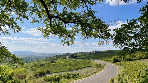 Zahlreiche Reihen mit Weinreben neben einer Straße im Zellertal 