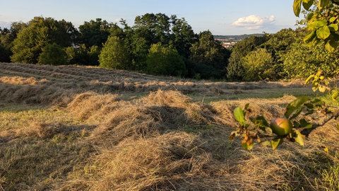 Frisch gemähtes Feld mit Obstbäumen in Zweibrücken im Sommer. 