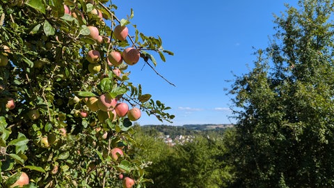 Ein Apfelbaum in Zweibrücken bei Sonnenschein im August.