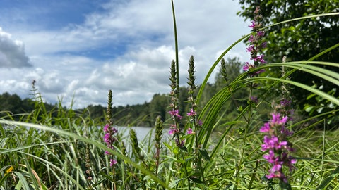 Wolkig blauer Himmel über dem Vogelwoog in Kaiserslautern im Sommer im August.