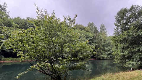 Der Waschtalweiher in Hinterweidenthal im Kreis Südwestpfalz im Juli im Sommer.