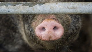Ein Schwein in einem Stall