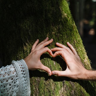 Ein Paar formt mit seinen Händen an einem Baum ein Herz. (Symbolbild)