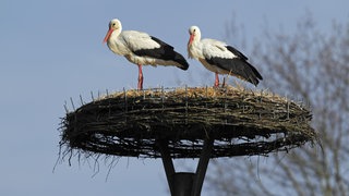 Störche schon Mitte Januar in der Westpfalz zurück.