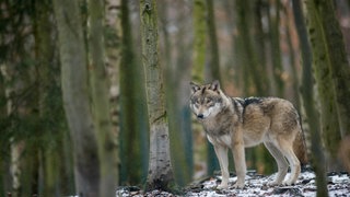 In der Pfalz hat sich ein Wolf angesiedelt. (Symbolfoto)