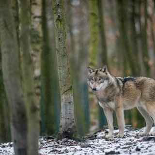 In der Pfalz hat sich ein Wolf angesiedelt. (Symbolfoto)