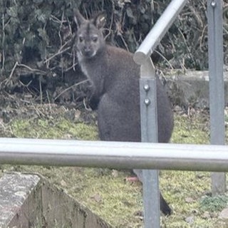 Kängurus in Otterbach ausgebüxt.