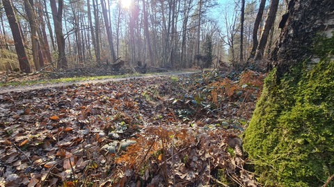 Ein Waldweg im Pfälzerwald.