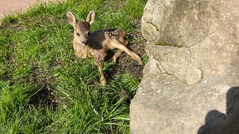 Auch die Tierrettung in Contwig hat Probleme wegen der hohen Spritpreise.