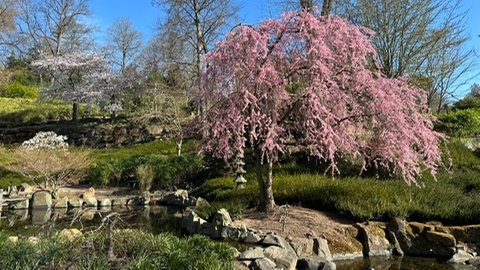 Draufsicht auf einen rosablühenden Kirschblütenbaum bei blauem Himmel, dem Japanischen Garten Kaiserslautern.