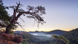 Ausblick auf das Biosphärenreservat Pfälzerwald von der Schützenwand bei Dahn