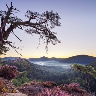 Ausblick auf das Biosphärenreservat Pfälzerwald von der Schützenwand bei Dahn