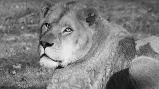 Löwe Erion liegt bei Sonnenschein auf einer grünen Wiese - jetzt ist das gerettete Tier verstorben.