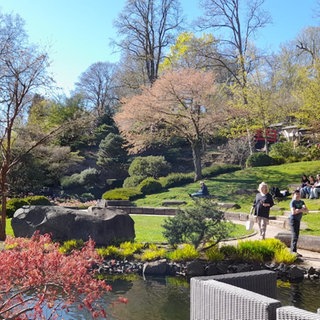 Ein Kleinod in der Innenstadt von Kaiserslautern: der japanische Garten. 