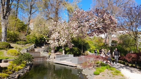 Der Japanische Garten in Kaiserslautern soll moderner und barrierefrei werden. 
