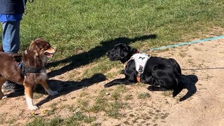 Kommunikation miteinander ist das A und O: Wenn Blindenhündin Maja im Dienst ist, sind Ablenkungen für Frauchen Gabi Brehm durchaus eine Gefahr. 