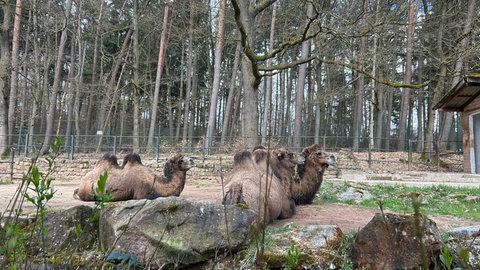 Kamele im Zoo Kaiserslautern