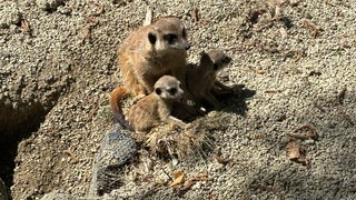 Erdmännchen im Zoo Kaiserslautern