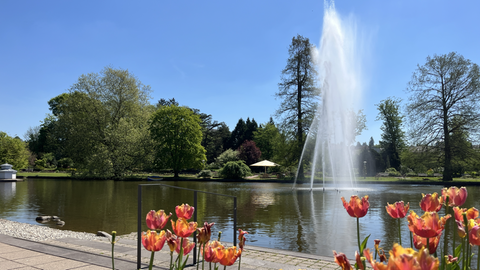 Frühling im Rosengarten in Zweibrücken