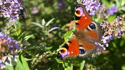 Die Natur im Rosengarten in Zweibrücken im Herbst - ein Schmetterling sitzt auf einer Blume.