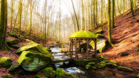 Bäume und Natur im Karlstal bei Trippstadt  im Winter.