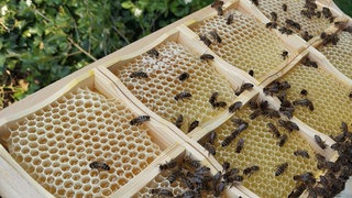In einem Bienenvolk bei Weilerbach gibt es laut der Kreisverwaltung Kaiserslautern den Verdacht auf amerikanische Faulbrut.