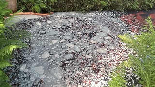 Verschmutztes Gewässer bei Schönau in der Südwestpfalz - mit Ölfilm