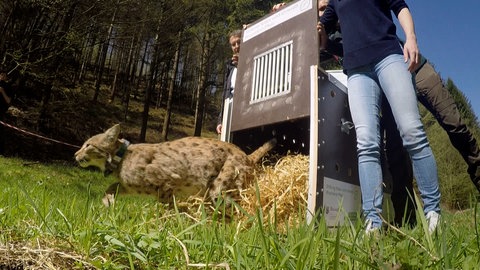Aktuell leben rund 16 ausgewachsene Luchse und acht Jungtiere im Pfälzerwald. (Archivbild)