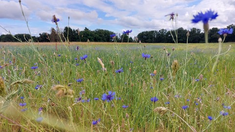 Ein Feld mit Blumen in Otterberg im Juni, bei Sonne und Wolken.