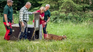 Ein Luchs läuft im Pfälzerwald aus der Trasportbox in die Freiheit