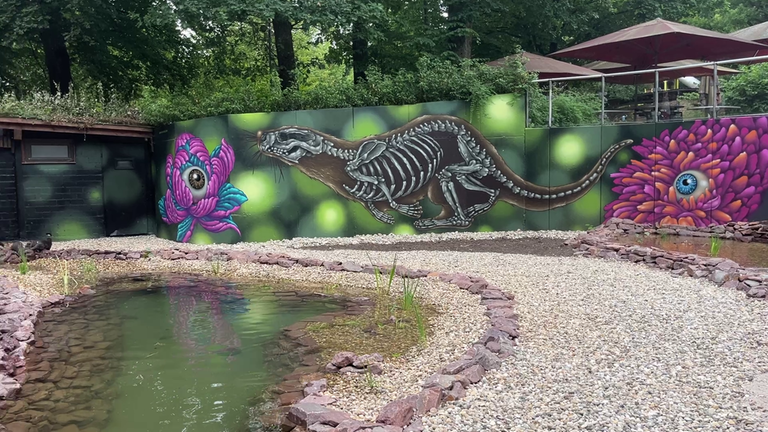 Die Otter aus dem Zoo Kaiserslautern spielen in ihrem neuen Gehege.