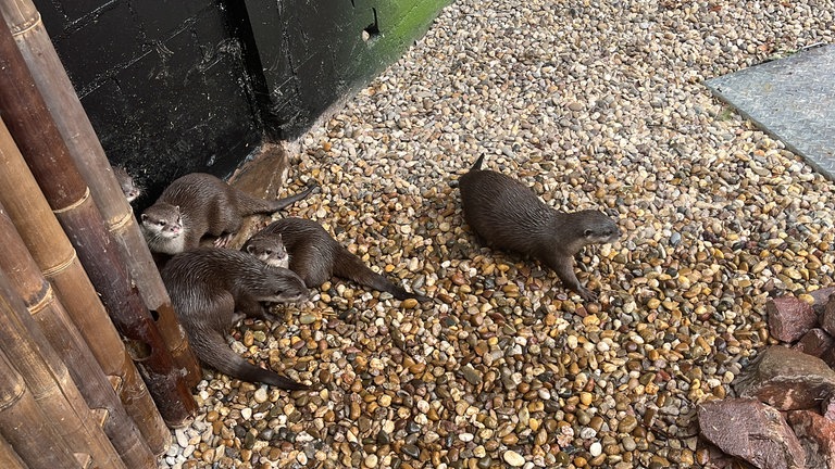 Die Otter aus dem Zoo Kaiserslautern spielen in ihrem neuen Gehege.