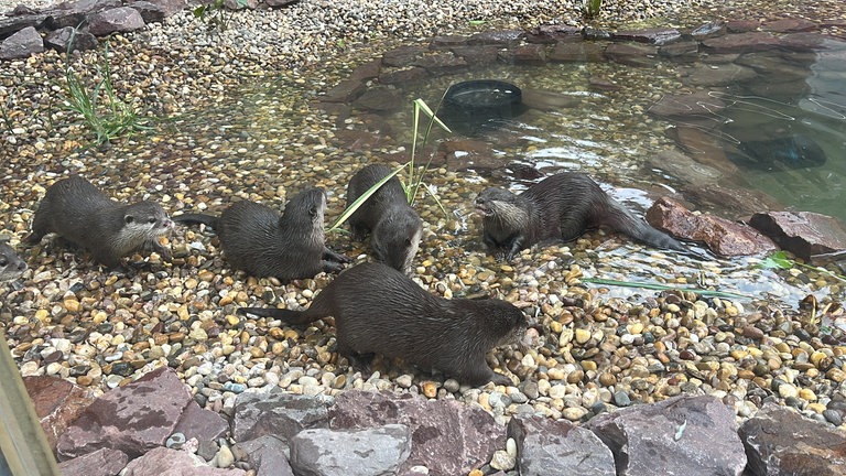 Die Otter aus dem Zoo Kaiserslautern spielen in ihrem neuen Gehege.