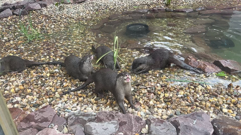 Die Otter aus dem Zoo Kaiserslautern spielen in ihrem neuen Gehege.