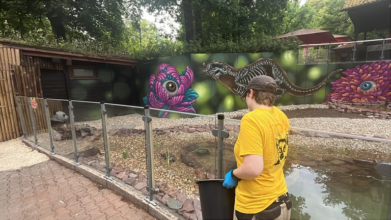 Die Otter aus dem Zoo Kaiserslautern spielen in ihrem neuen Gehege.