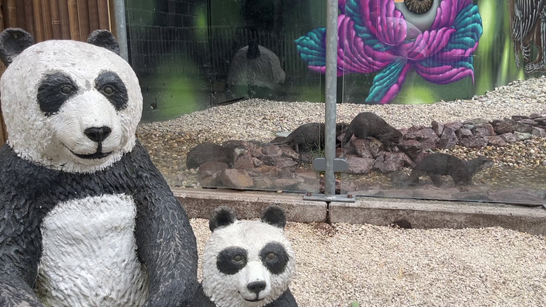 Die Otter aus dem Zoo Kaiserslautern spielen in ihrem neuen Gehege.