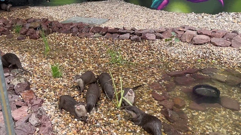 Die Otter aus dem Zoo Kaiserslautern spielen in ihrem neuen Gehege.