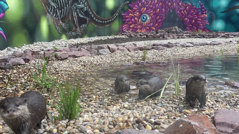 Die Otter aus dem Zoo Kaiserslautern spielen in ihrem neuen Gehege.