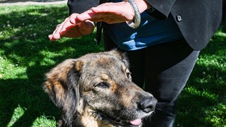 In Pirmasens können Tiere an der Pauluskirche geegnet werden.
