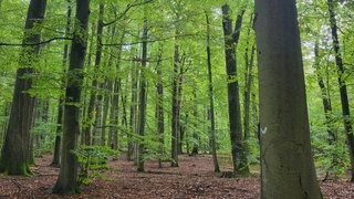 Der Eichenwald "Kranzeichen" in Kaiserslautern