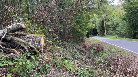 Im Moment werden entlang der Straßen im Donnersbergkreis umsturzgefährdete Bäume gefällt.