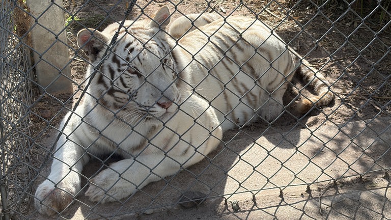 2022 wurde Charlota geboren. Die Tigerdame wurde Opfer von illegalem Wildtierhandel in Tschechien.
