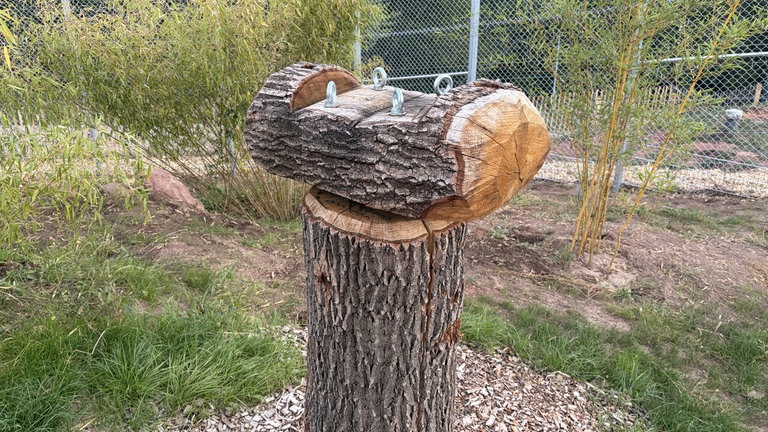 Massiv und robust gebaut gegen starke Pranken und Krallen. So sieht dann wohl ein Kratzbaum für große Katzen aus. 