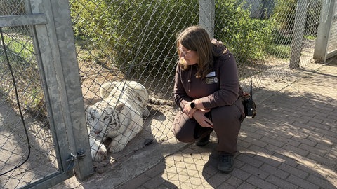 "Verhätschelt wird das Wildtier aber nicht." Cheftiertrainerin Nicole Meyer hat ein enges Vertrauensverhäntlis zu Tigerdame Charlota. 