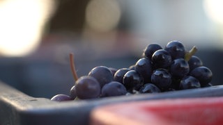 Trauben von der Weinlese in Dernau nach der Hochwasserkatastrophe im Ahrtal