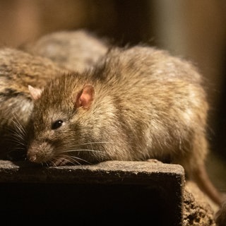 Mehrere Ratten an einem Platz