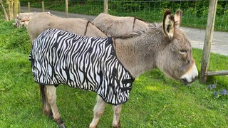 Esel Florie aus Harschbach im Westerwald muss nach einem Wolfsangriff immer noch eine Decke tragen, die die Fliegen von seinen Wunden abhalten soll.