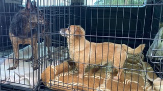 Hunde vom "Gnadenhof Eifel"